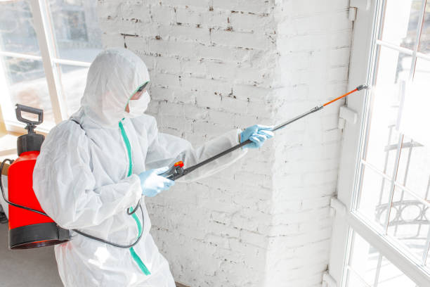 Why You Should Choose Our Mold Remediation Services in Mena, AR