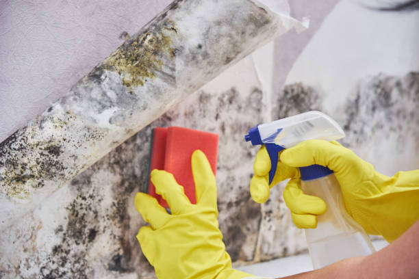 Best Black Mold Removal  in Mena, AR